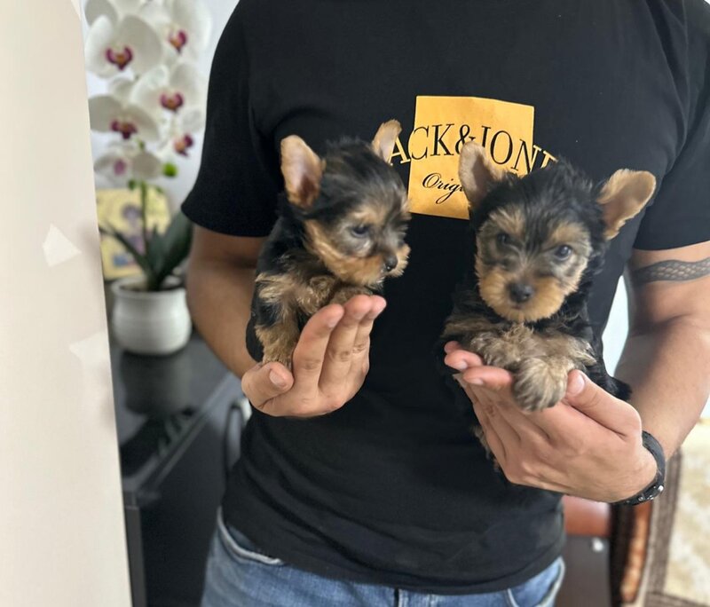 Yorkshire Terrier