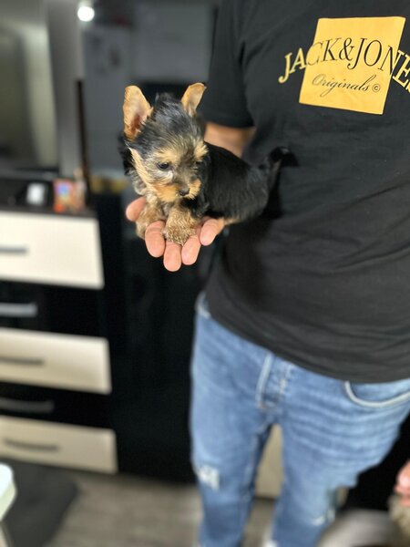Yorkshire terrier