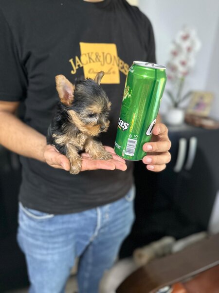 Yorkshire terrier