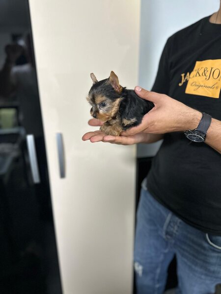 Yorkshire terrier