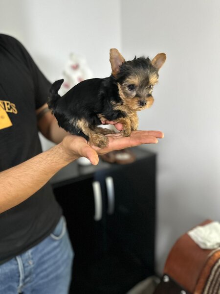 Yorkshire terrier