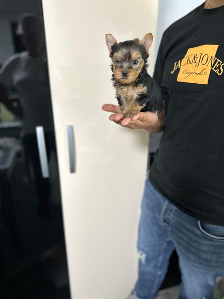 Yorkshire Terrier