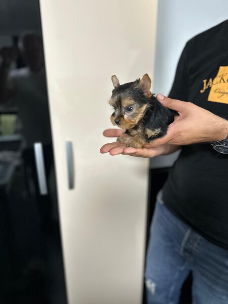 Yorkshire Terrier