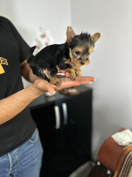 Yorkshire Terrier