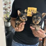 Yorkshire Terrier
